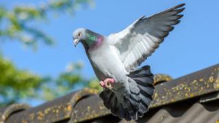 Landing of racing pigeon with wigs spread wide - stock photo