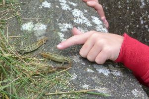 The common lizard at the coastal path in Whitehead. Picture by Cameron Moore.