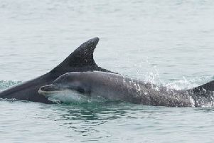 The month of the dolphin on Mid and East Antrim's  Creature Calendar.